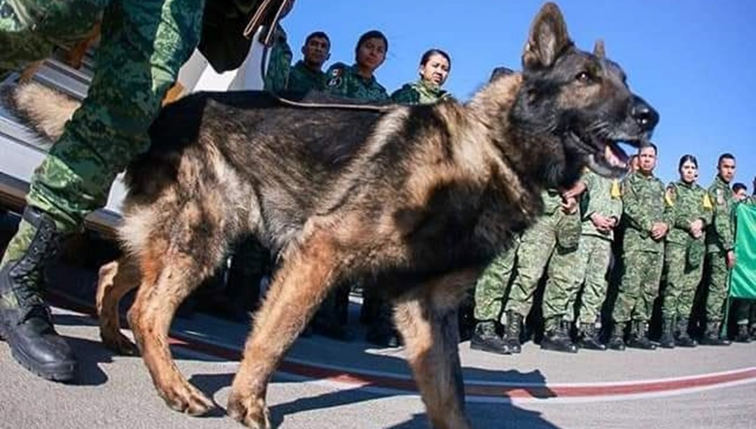 Meksika’dan Türkiye’ye gelen arama-kurtarma köpeği ‘Proteo’ hayatını kaybetti